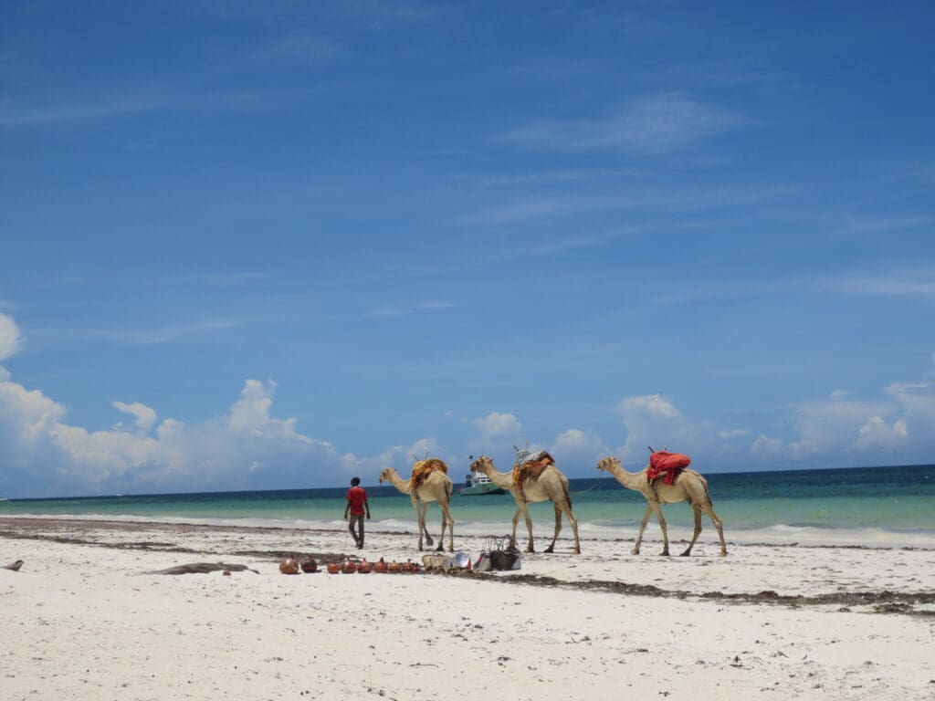 Camels at a Kenyan beach