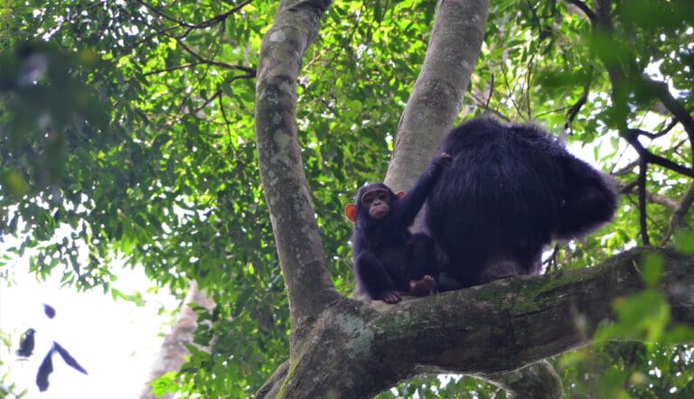 Chimpanzee Baby Hanging With Mommy In The Tree Kalinzu Fr