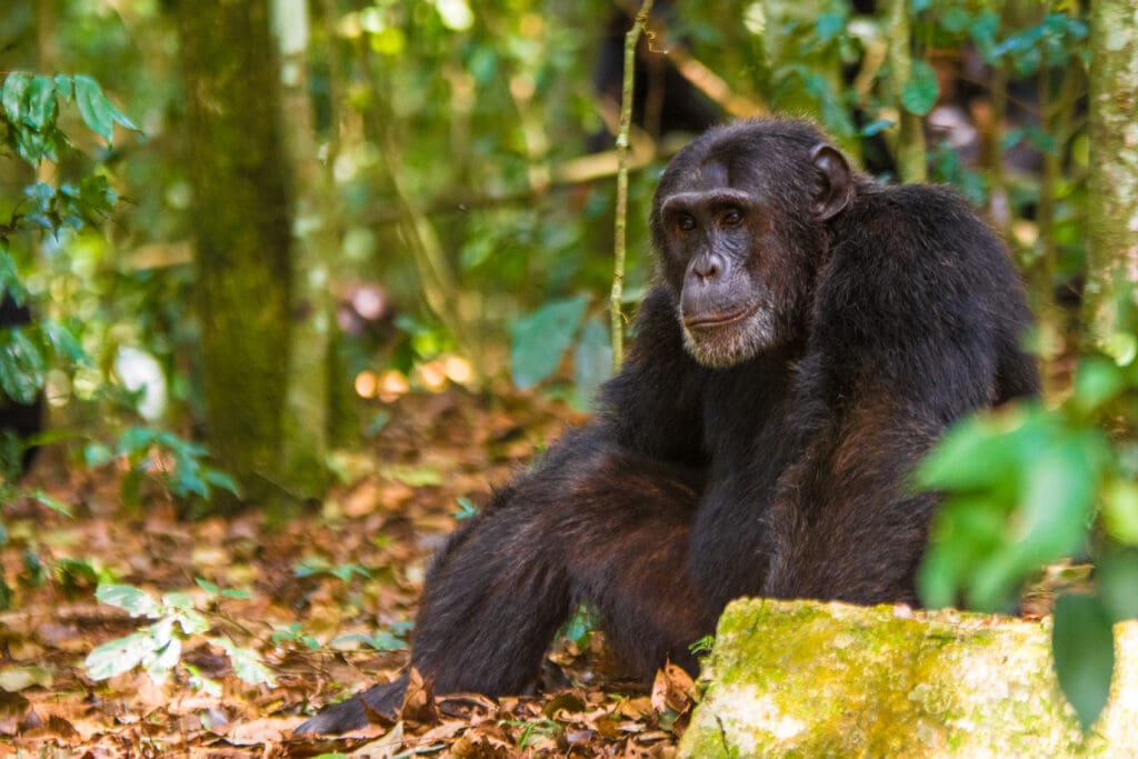 Chimpanzee On The Rgound Forest