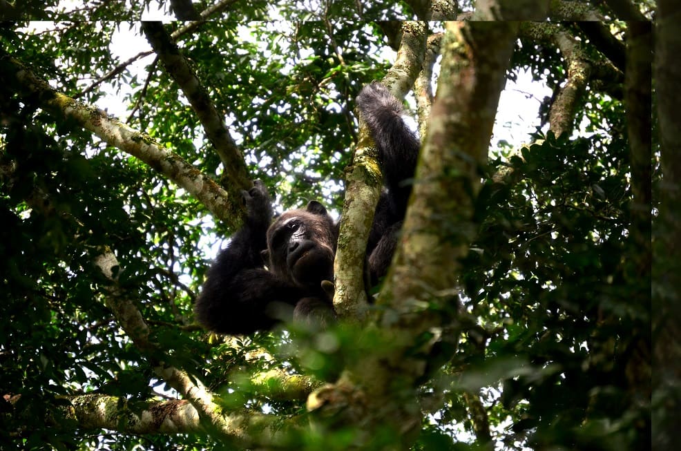 Chimpanzee Tracking In The Tree Kyambura Gorge Queen Elizabeth Np