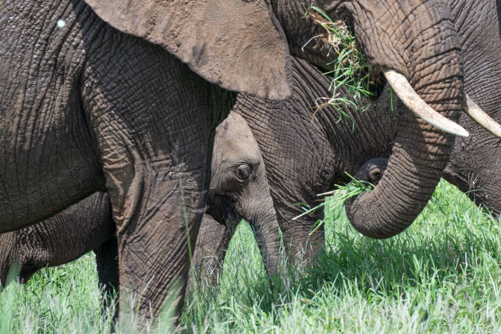 Baby Elephant Tanzania