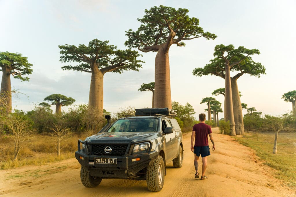 Man walking alongside baobab trees on the Avenue des Baobabs