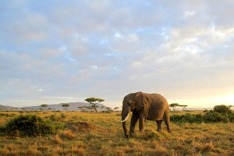 Elephant In The Maasai Mara.Jroadtripafricapg