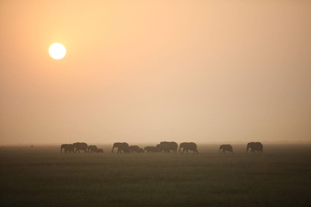 Elephant parade under the African sun