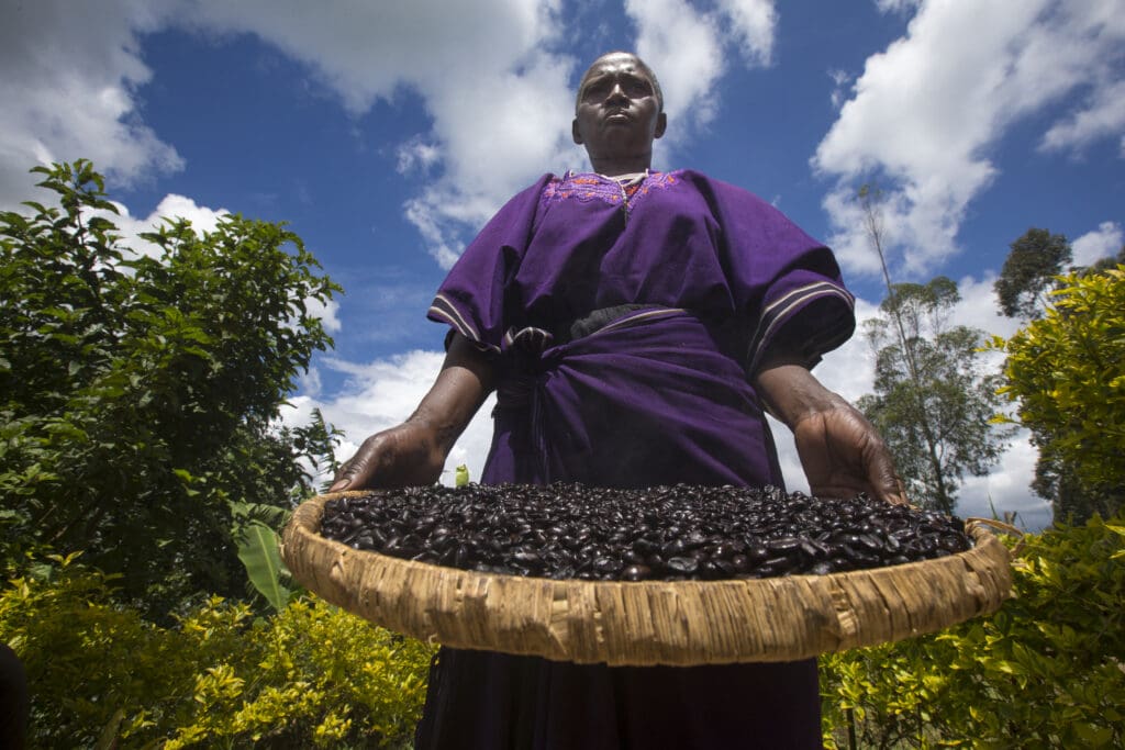 Farmer Showing Coffe Harvest