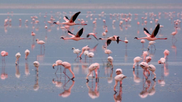 Flamingos Lake Manyara