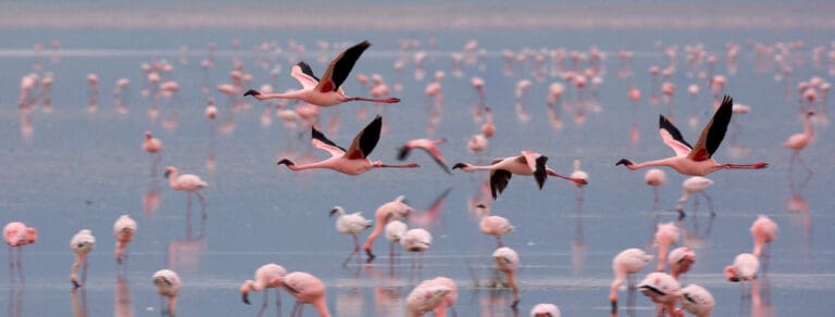 Flamingos Lake Manyara Header