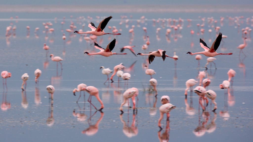 Flamingos Lake Manyara