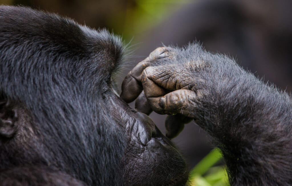 Gorilla scratching his nose