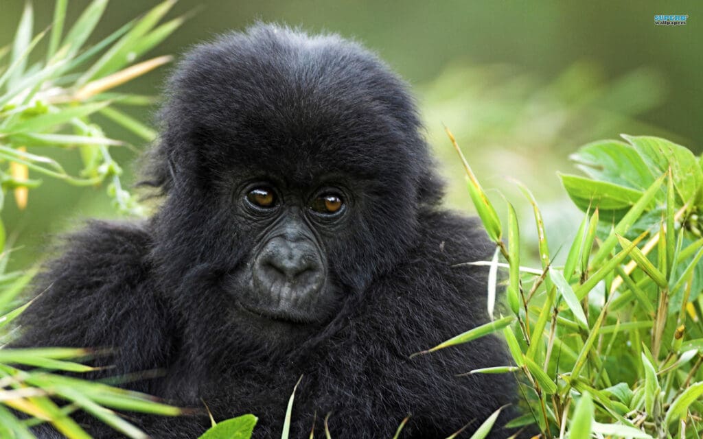 Gorilla Tracking Safari In Uganda Bwindi National Park