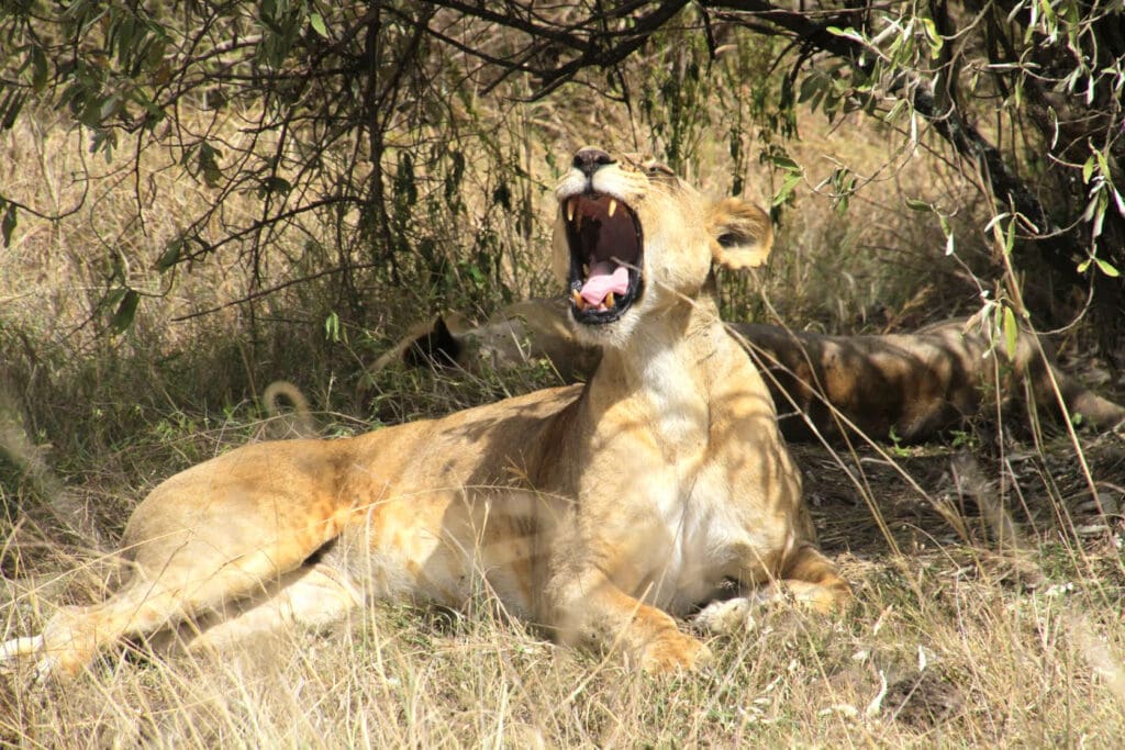 Hire A Car In Kenya Yawning Lioness In Nakuru National Park