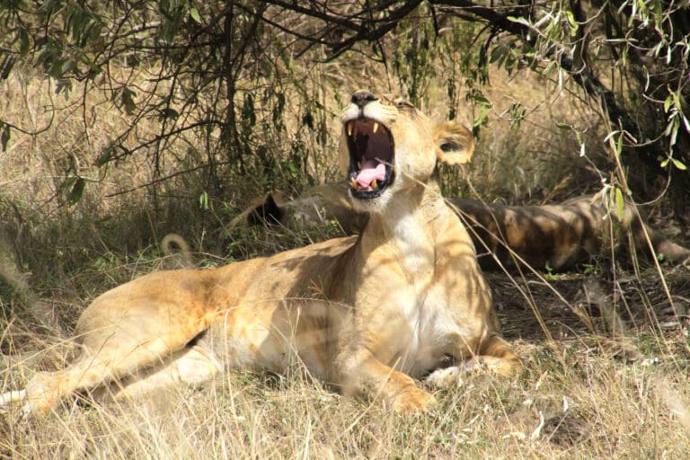 Hire A Car In Kenya Yawning Lioness In Nakuru National Park