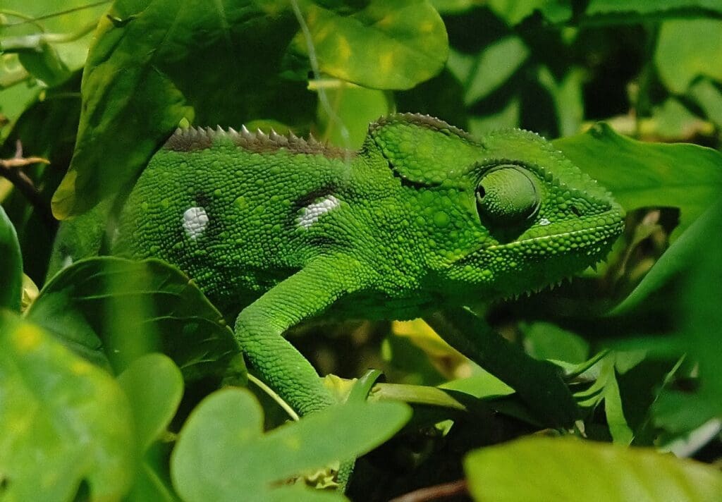 Green lizzard green leaves Roadtrip Madagascar Africa