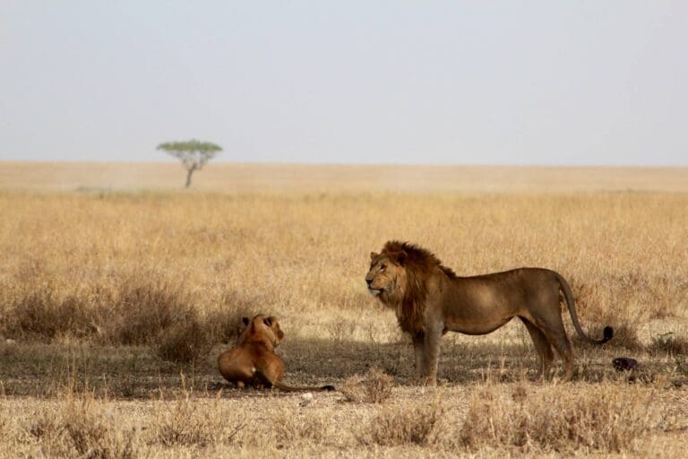 Male Lion Serengeti Plains