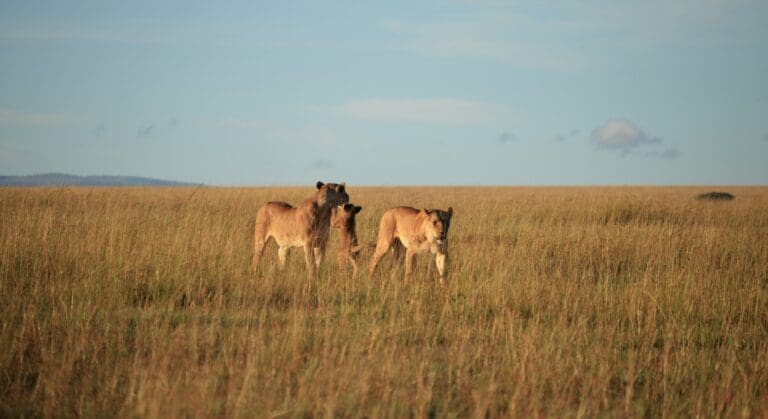 Lionesses With Cups In Maasai Mara