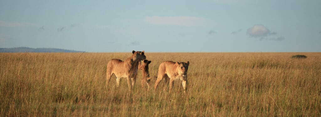 Lionesses With Cups In Masai Mara