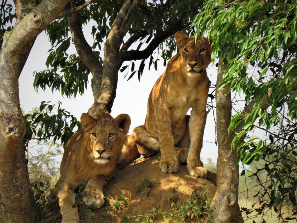 Lions Tree Climbing In Ishasha NP