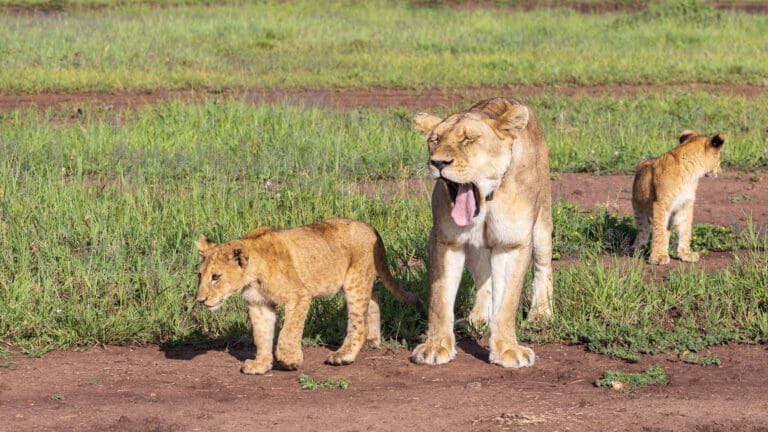 Lioness with her cup