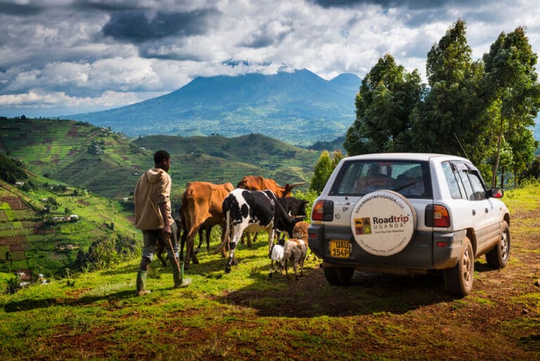 Cows near your vehicle during your road trip in Uganda