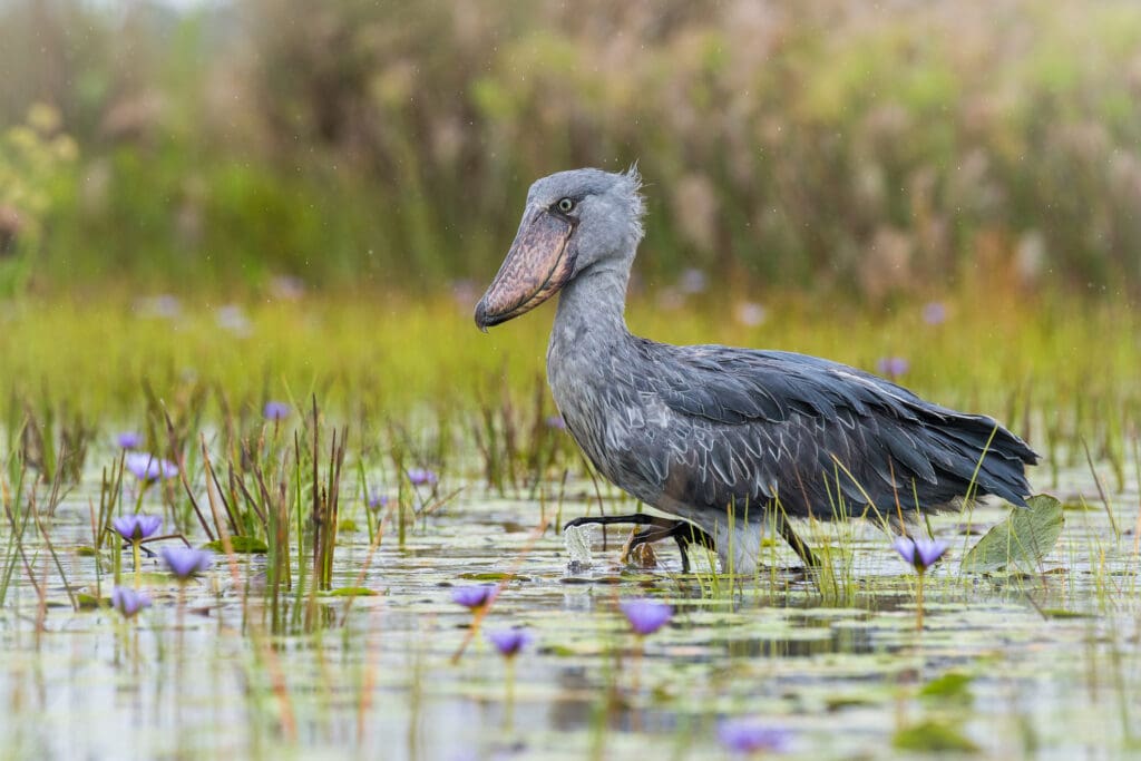 Shoebill