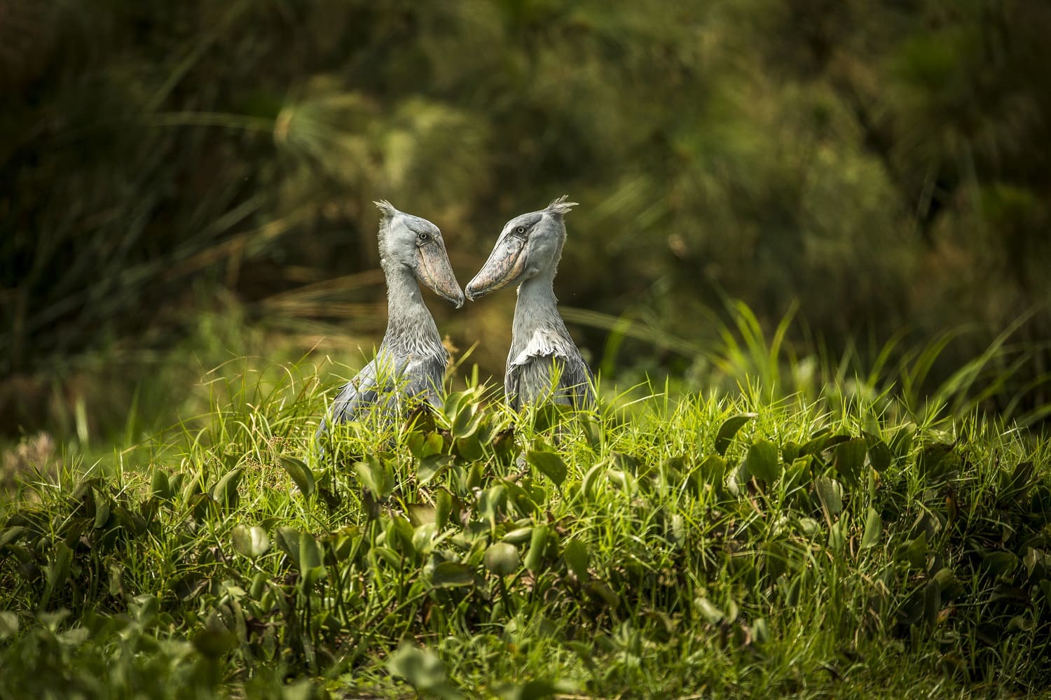 Shoebill Birds