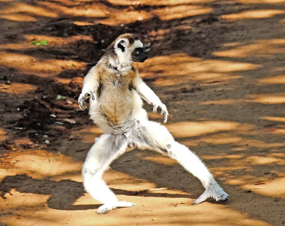 Sifaka Standing