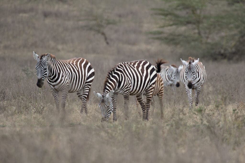 Zebra's