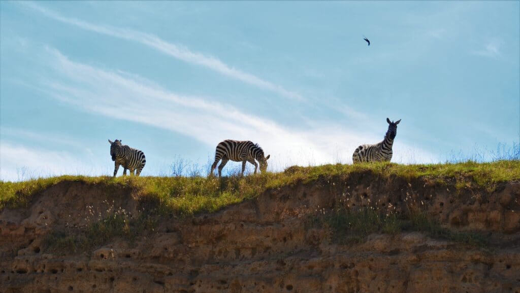Zebras On The Look Out In Nakuru Np