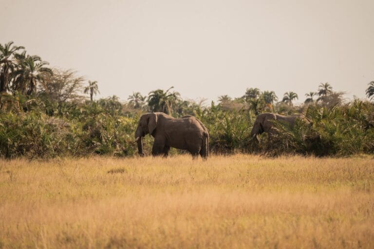 zwei Elefanten, die durch hohes Gras in einer afrikanischen Landschaft laufen