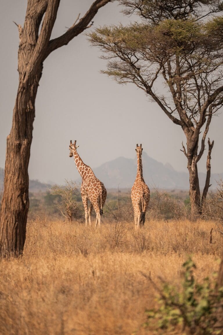 two giraffes in dry african savanna landscape
