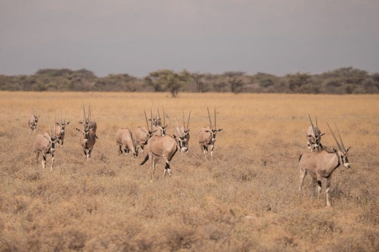 Eine Oryxherde in der trockenen afrikanischen Savanne