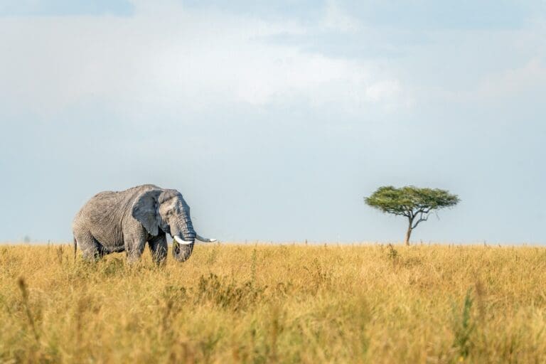 Elefant, der in der goldenen Savanne unter einem Akazienbaum grast