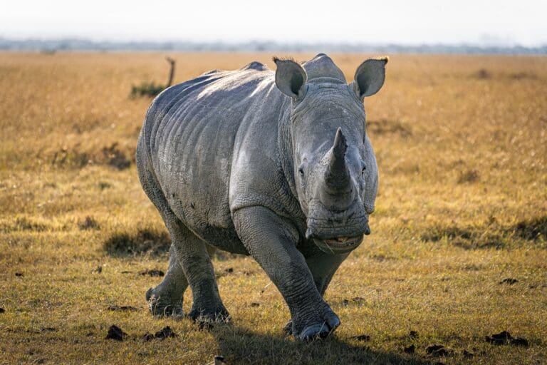 Weißes Nashorn, das durch goldenes Savannengras läuft