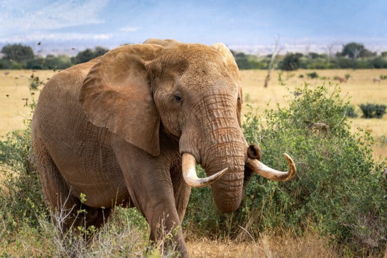 großer afrikanischer Elefant mit Stoßzähnen in der Savanne